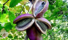 息烽八月瓜免费吃,息烽免费尝鲜之旅